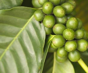 Showing coffee plant